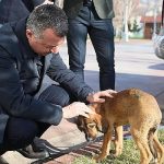 hayvanlari-sadece-yasalarla-degil-vicdanlarimizla-koruyabiliriz.jpg