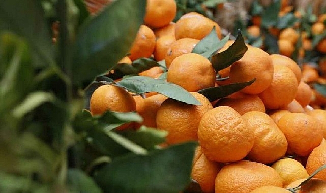 seferihisar-turuncu-bayrama-hazir.jpg